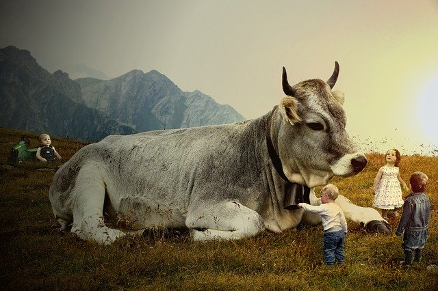 upravená fotka – velká kráva a malé děti
